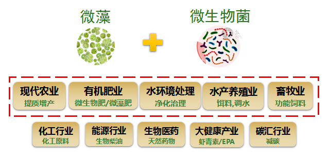 汉中大鲵养殖:一条保护生命之链的探索之旅