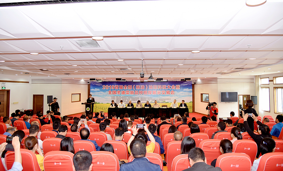 油菜2.jpg 油菜2.jpg