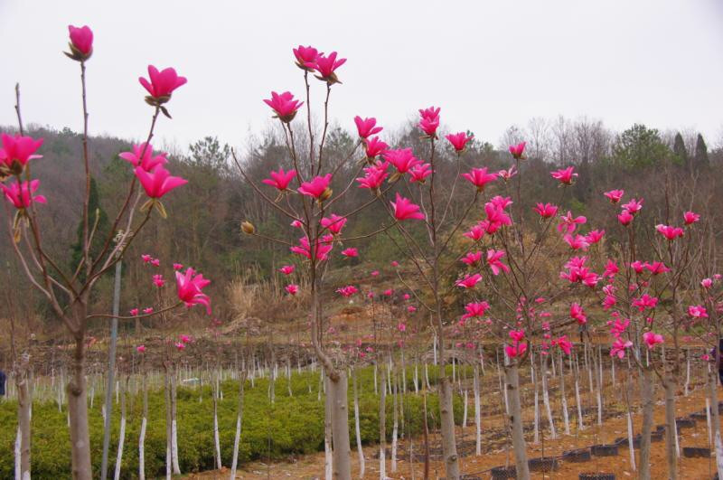 1530668612125059830.jpg 1530668612125059830.jpg