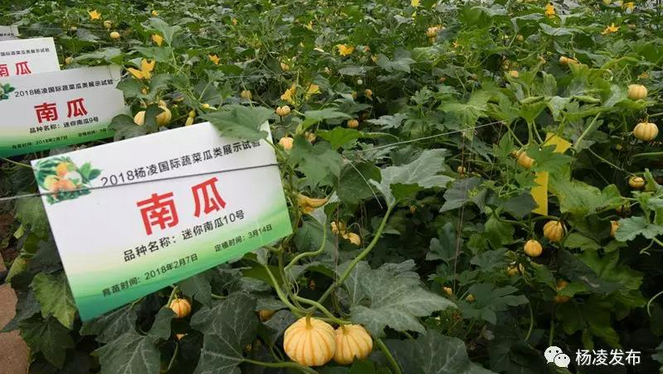 南瓜.jpg 南瓜.jpg