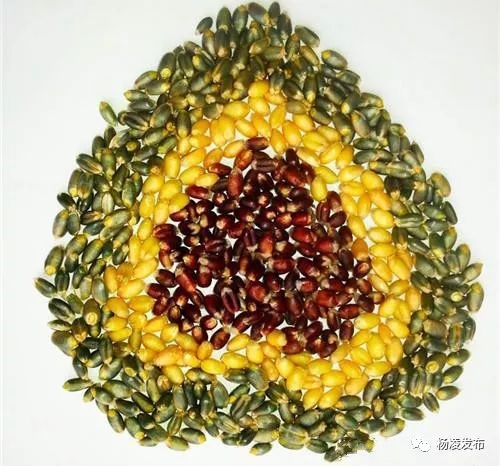 粒粒小麦2.jpg 粒粒小麦2.jpg