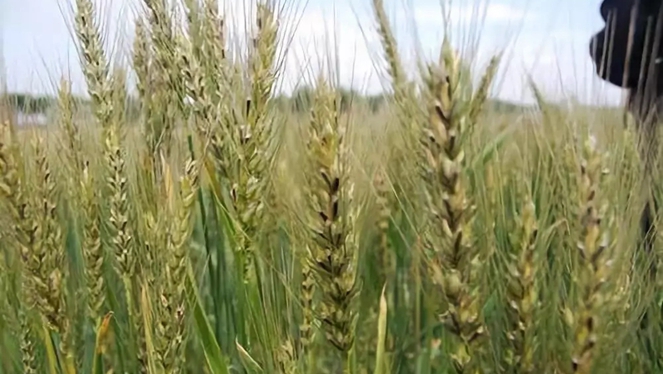 粒粒小麦3.jpg 粒粒小麦3.jpg