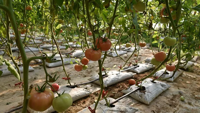 科技2.bmp 科技2.bmp