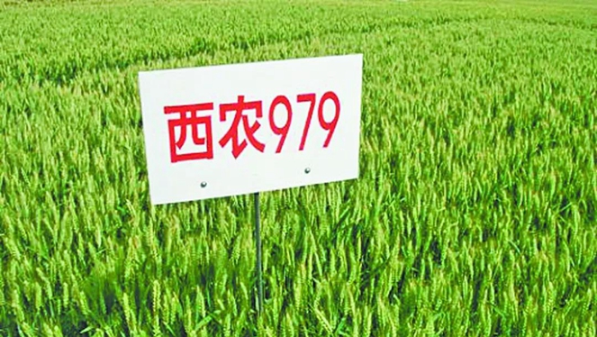 1541992619906018186.jpg 5.jpg