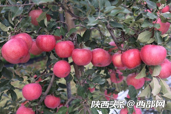 瑞阳.jpg 瑞阳.jpg