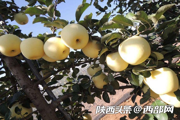 瑞雪.jpeg 瑞雪.jpeg