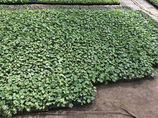 MAIN201909021305000332176258138.jpg MAIN201909021305000332176258138.jpg