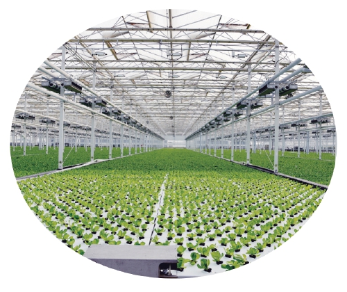 杨凌:强化使命担当 交好“上合答卷” 杨凌:强化使命担当 交好“上合答卷”