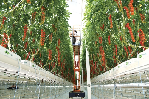 杨凌:强化使命担当 交好“上合答卷” 杨凌:强化使命担当 交好“上合答卷”