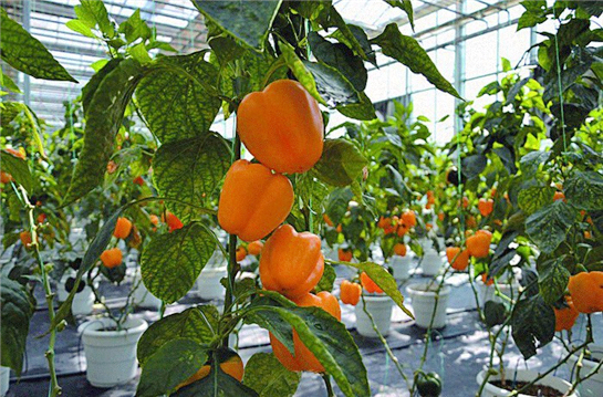 微信图片_20190307150534.jpg 微信图片_20190307150534.jpg