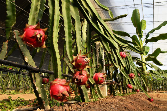 火龙果.jpg 火龙果.jpg