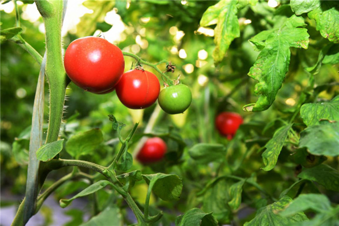 西红柿.jpg 西红柿.jpg