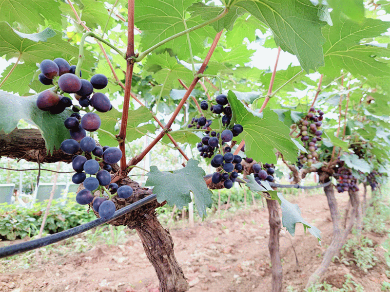 微信图片_20210809192656.gif undefined