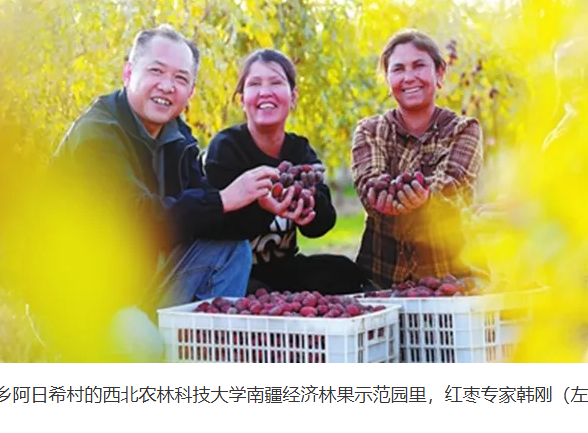 大漠枣乡多了科技味儿｜走出杨凌看示范